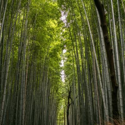 神泣战争九游版下载